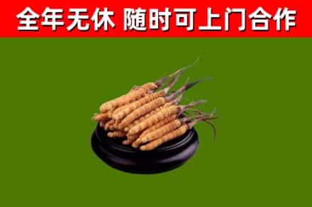 城口县回收冬虫夏草