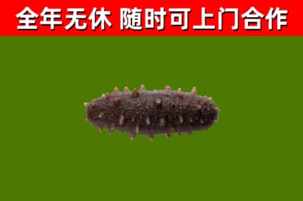 城口县回收海参干